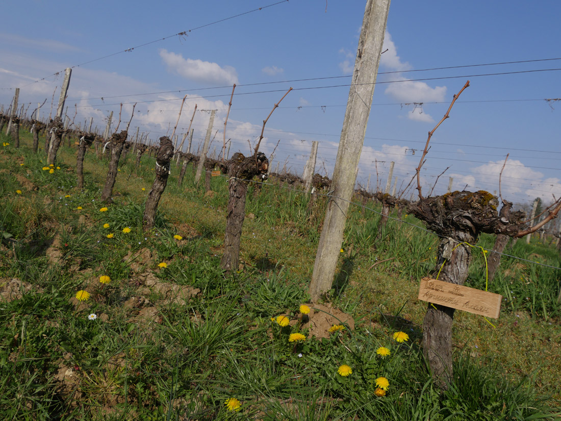 Виноградник на урожай
